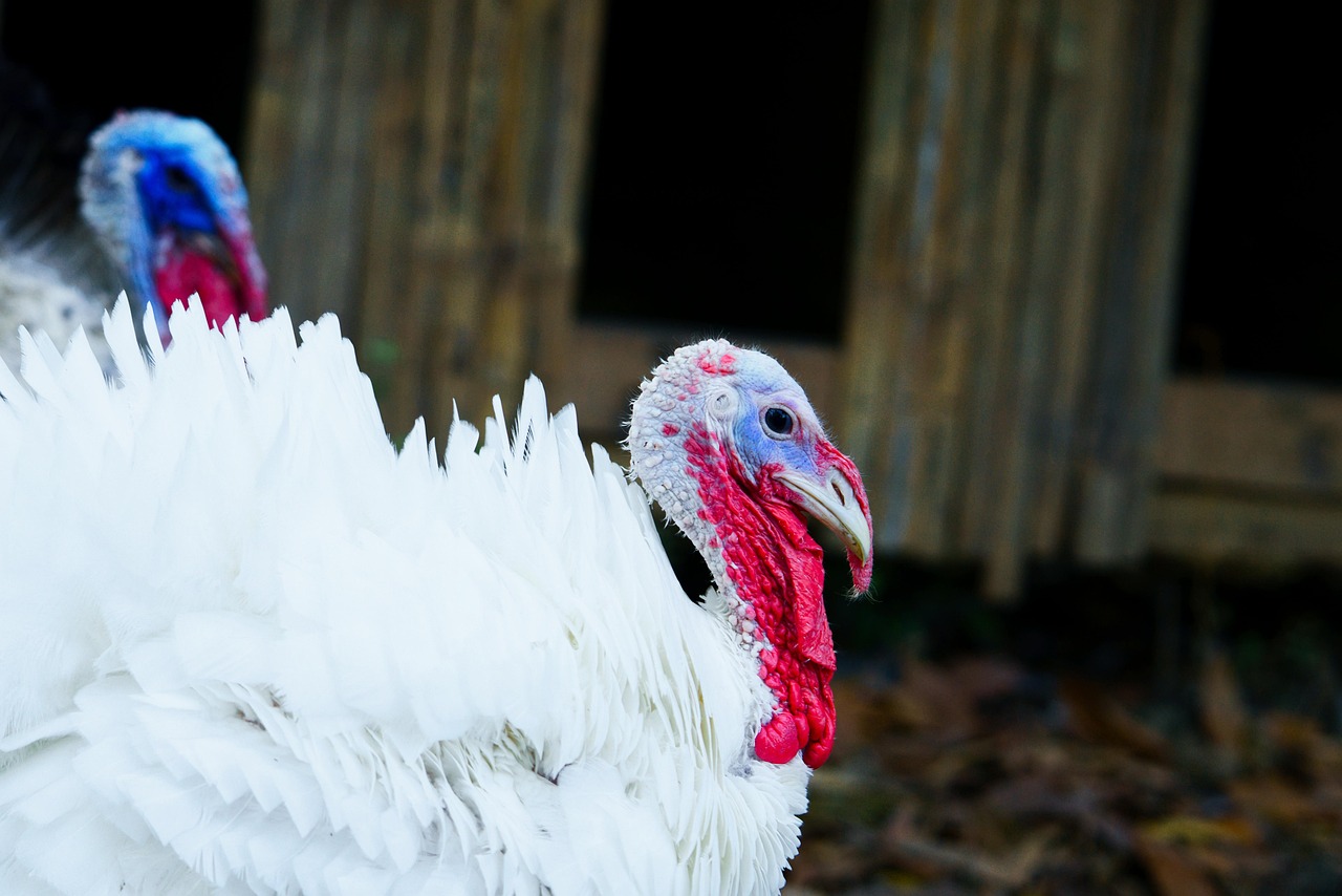 Ancient Domestication and Practical Uses (Image Credits: Pixabay)
