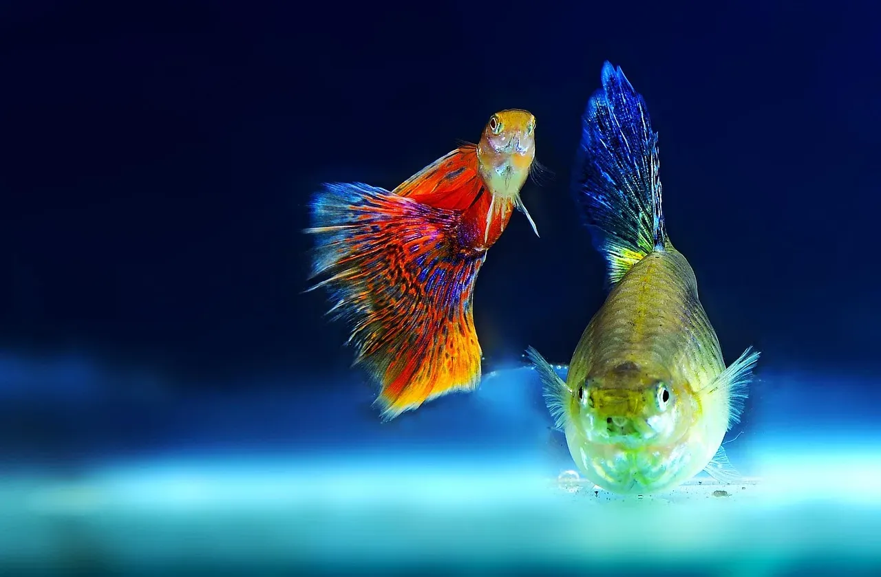 Ornamental Fish: The Most Helpless of All (Image Credits: Pixabay)