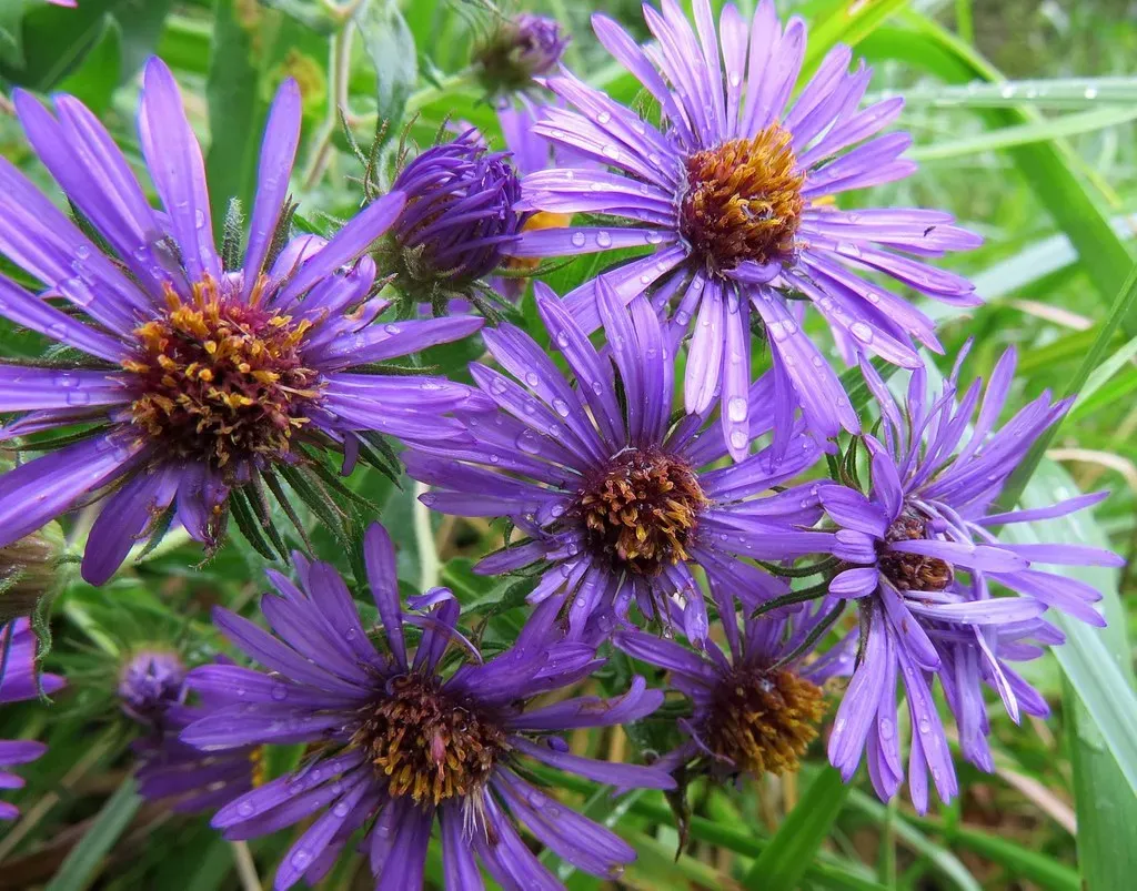New England Aster (Symphyotrichum novae-angliae): Purple Power in the Fall (Image Credits: Flickr)