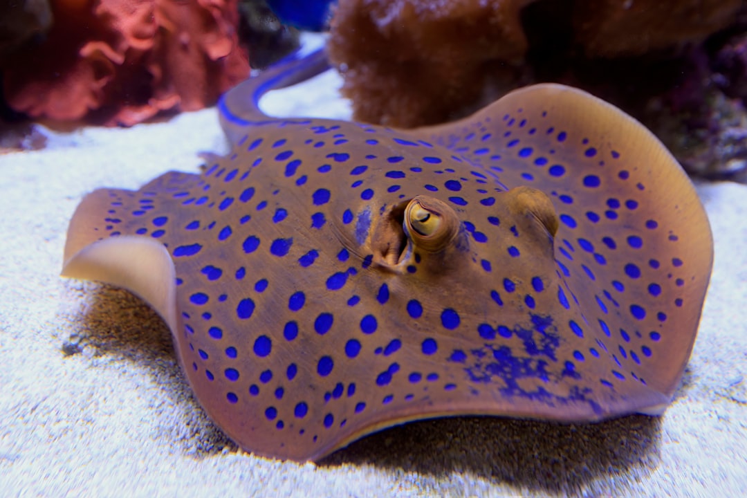 The Stingray Tool-Users (Image Credits: Unsplash)