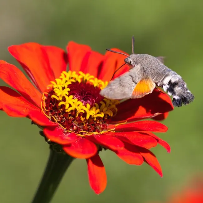 4 - Zinnia (Zinnia elegans) (Image Credits: Pexels)