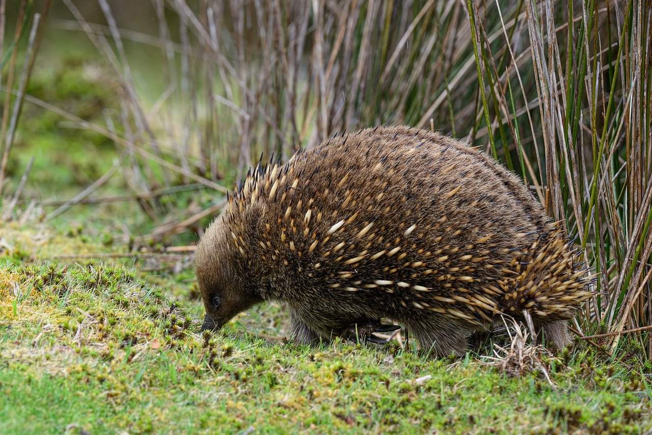The Echidna: The Spiky Egg-Layer (Image Credits: Pixabay)