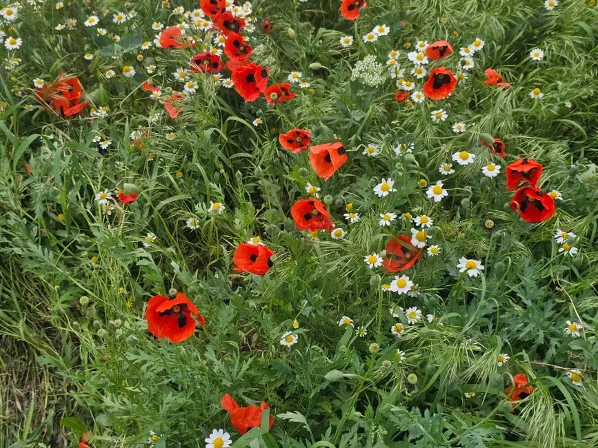 #2 – Absence of Insect-Friendly Habitats (Image Credits: Pexels)