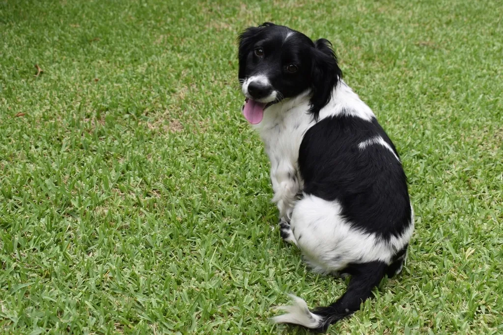 #1 - English Toy Spaniel: Living in the Cavalier's Shadow (Image Credits: Rawpixel)