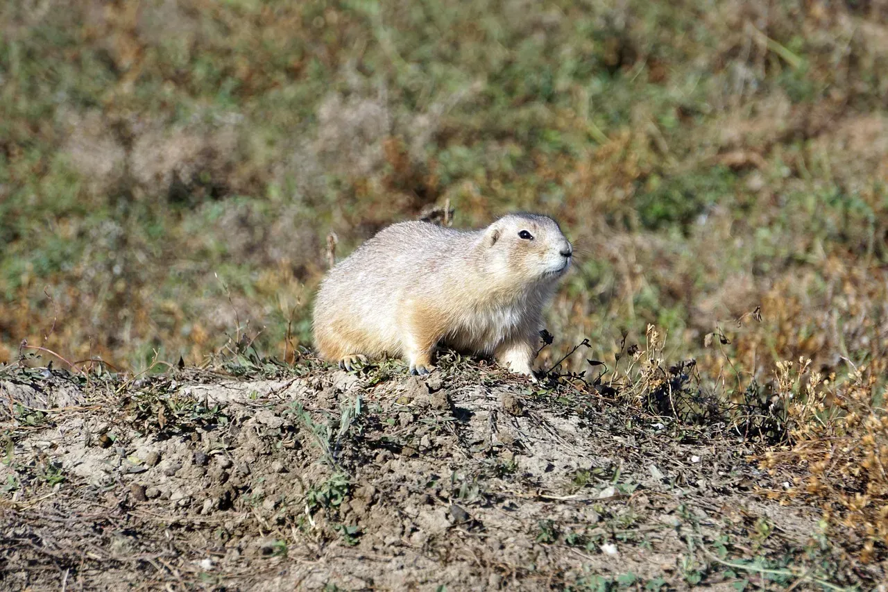 South Dakota: The Prairie Dog Capital (Image Credits: Pixabay)