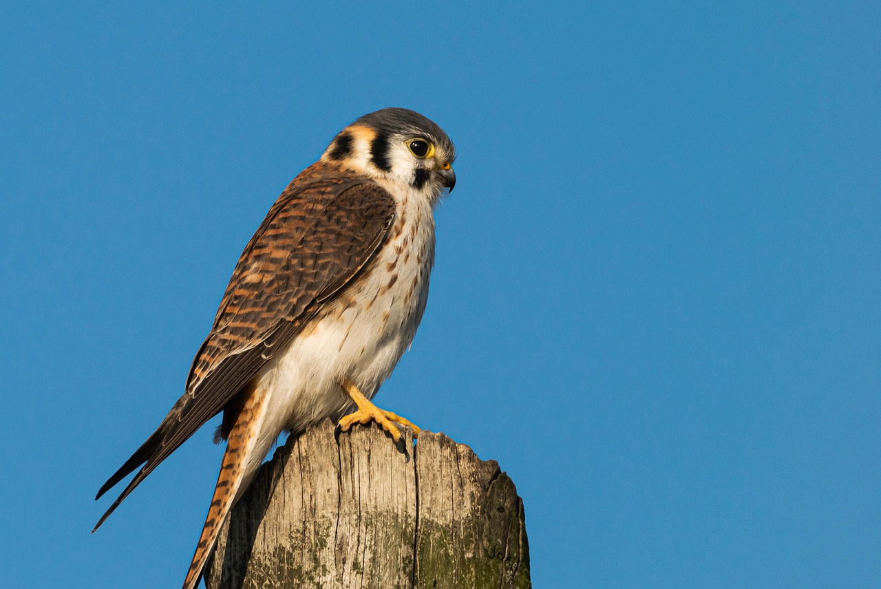 Pisces: The American Kestrel (Image Credits: Pixabay)