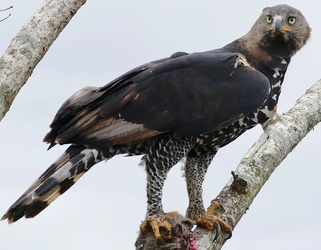 2. African Crowned Eagle: Africa's Most Fearsome Predator (Bernard DUPONT, Flickr, CC BY-SA 2.0)