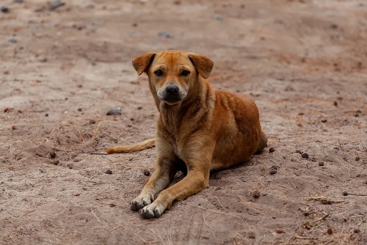 6. Max: The Stray Who Guarded an Injured Woman Through the Night (Image Credits: Pixabay)