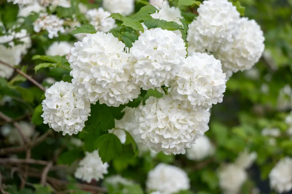 #17 - Viburnums: The Shrub Group They Barely Knew Existed (Image Credits: Pexels)