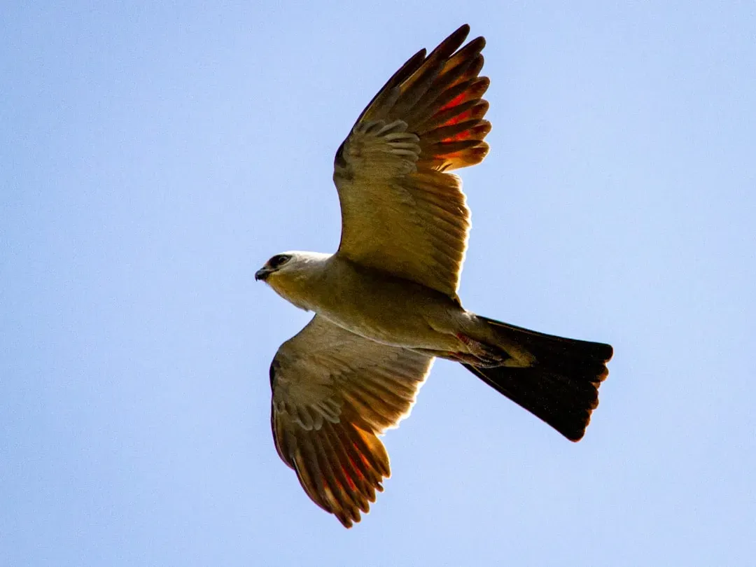 6. Mississippi Kite: Prairie Ghost Returns (Image Credits: Unsplash)