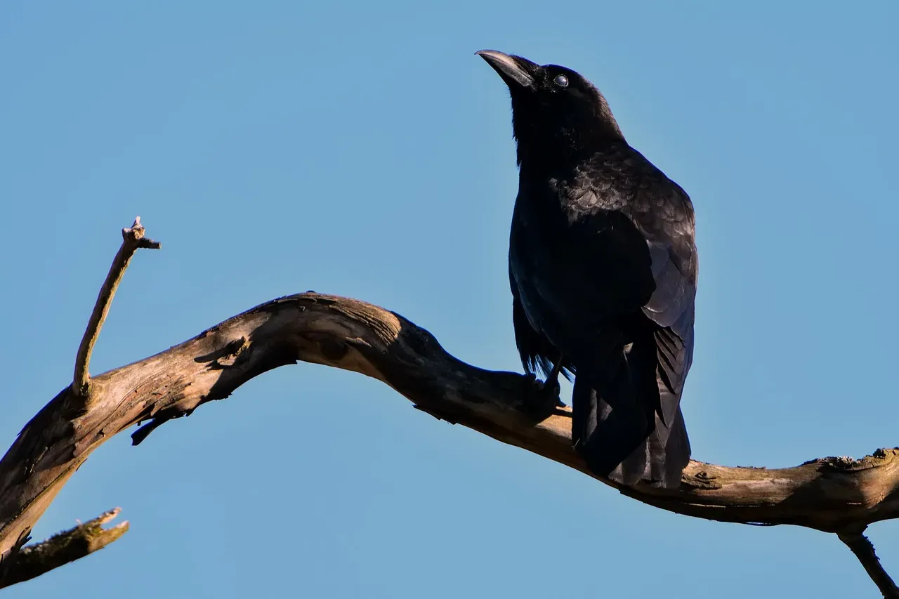 A Shift in How We View Animal Minds (Image Credits: Pixabay)
