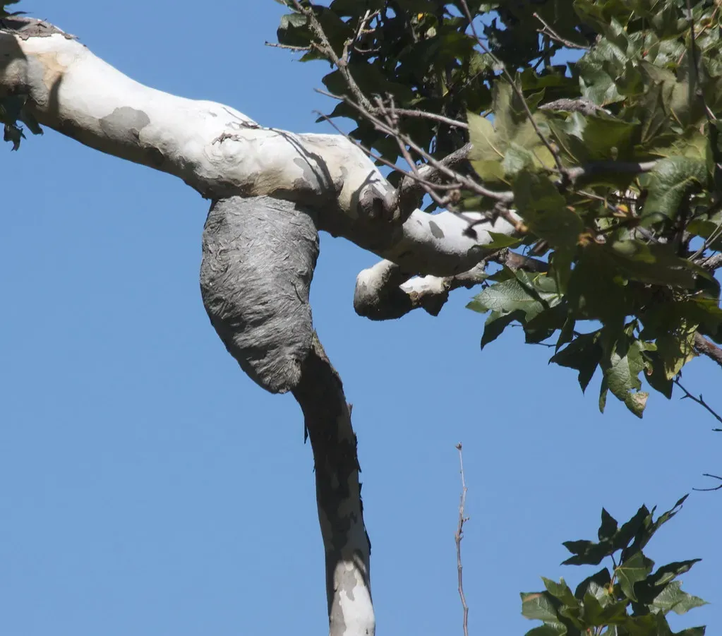 Paper Wasps: The Original Paper Manufacturers (Image Credits: Flickr)