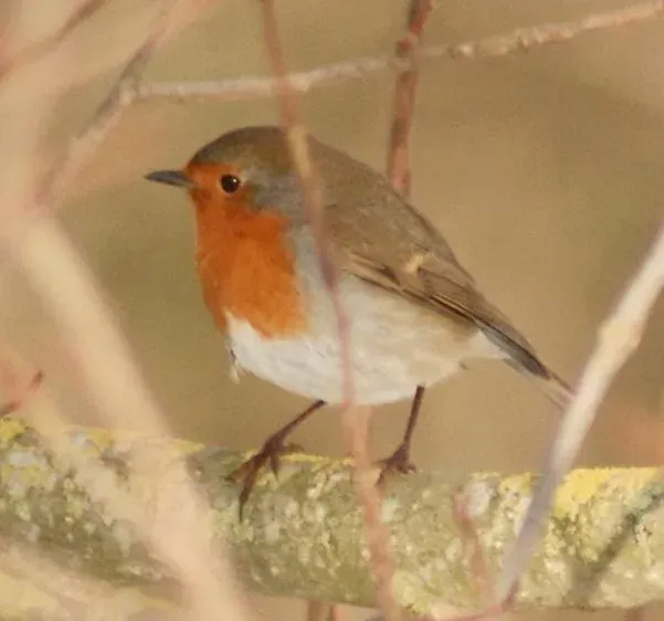 Old Farmer Wisdom on Bird Signs (Joe Pell, Flickr, CC BY 2.0)