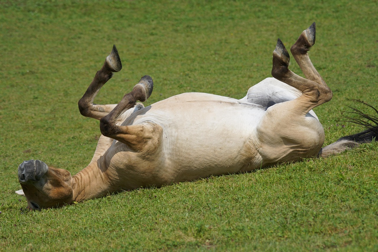 Stress Relief and Muscle Relaxation (Image Credits: Pixabay)