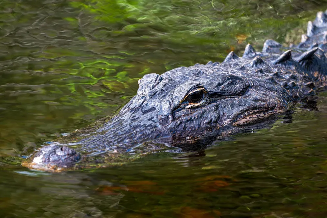 Scorpio: The Alligator (Image Credits: Unsplash)