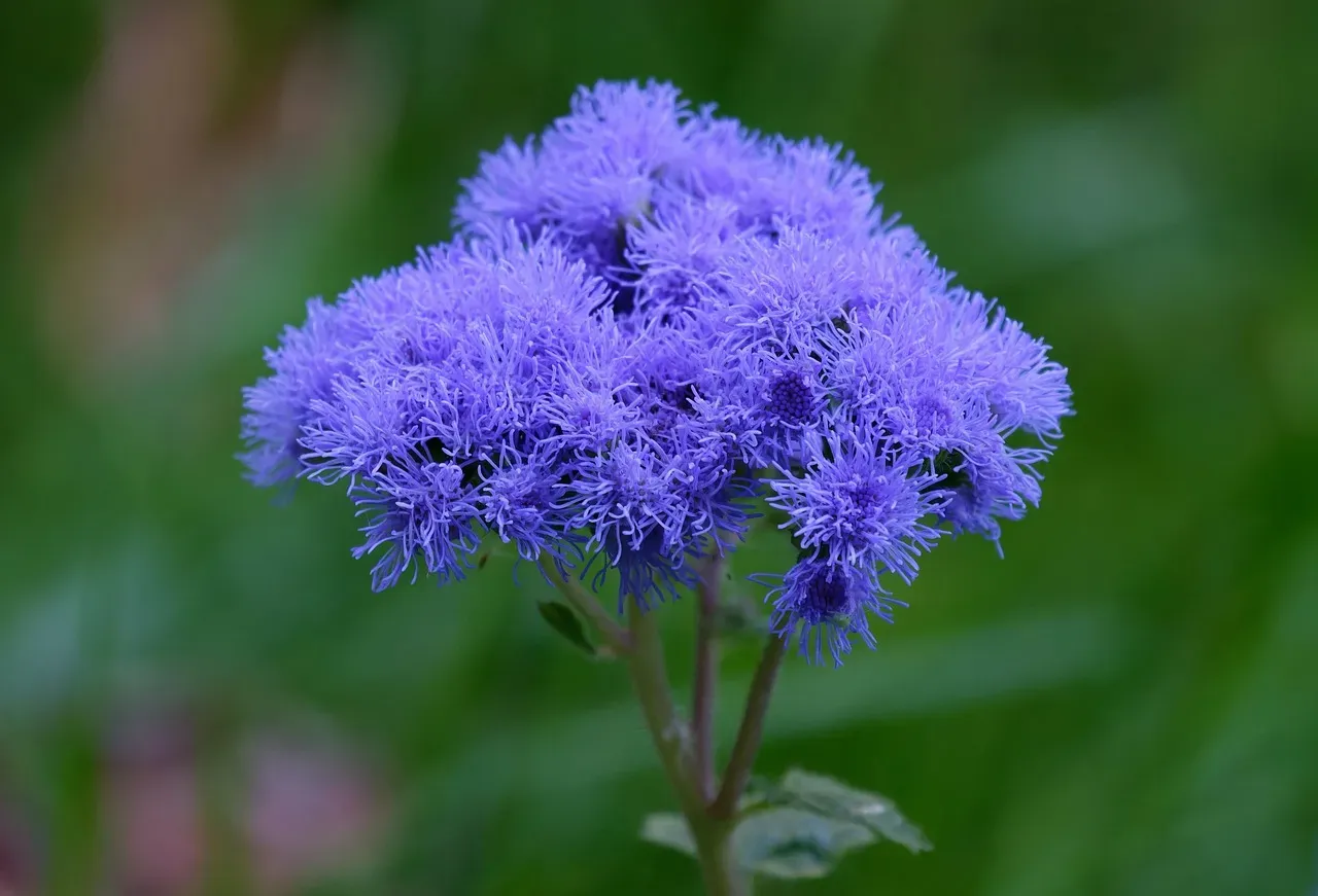 10. Ageratum (Flossflower) (Image Credits: Pixabay)