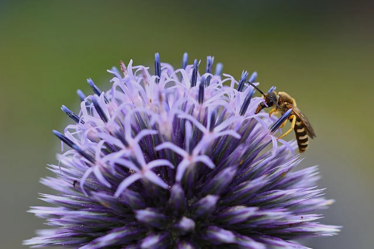 Crops That Depend on Fly Pollination (Image Credits: Pixabay)