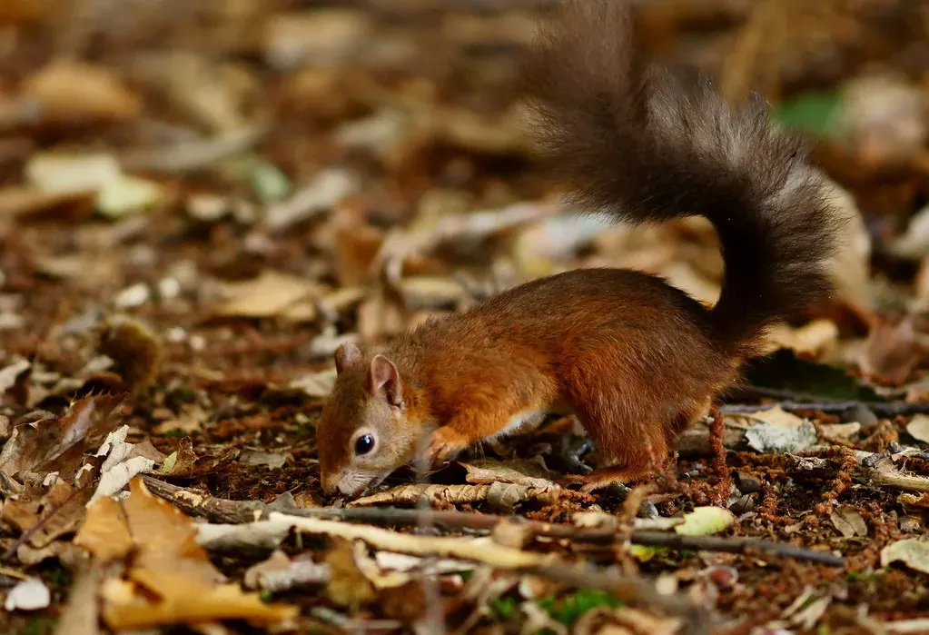 Increasing Daily Foraging Routes and Activity (Peter G Trimming, Flickr, CC BY 2.0)