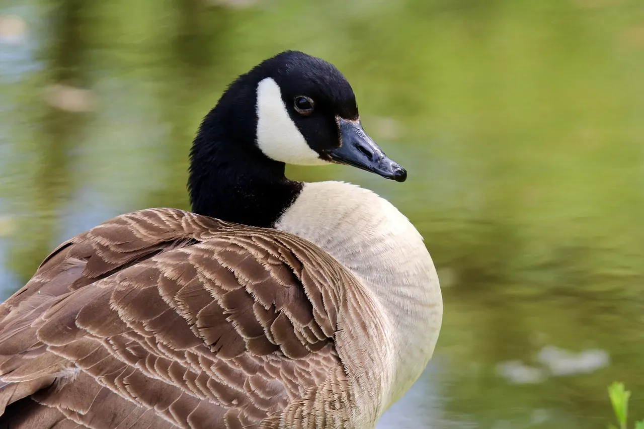 Capricorn and the Goose (December 22 - January 19) (Image Credits: Pixabay)