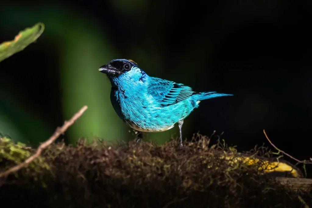 Embracing the Blue Jay's Message Today (Image Credits: Rawpixel)