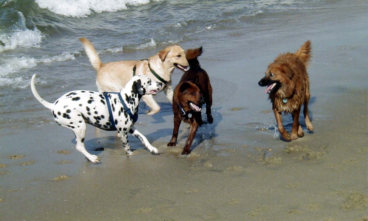 Neglecting Proper Socialization (Image Credits: Wikimedia)
