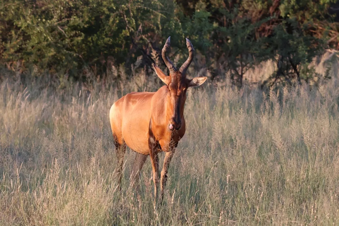 Hartebeest for Varied Hunting Grounds (Image Credits: Unsplash)