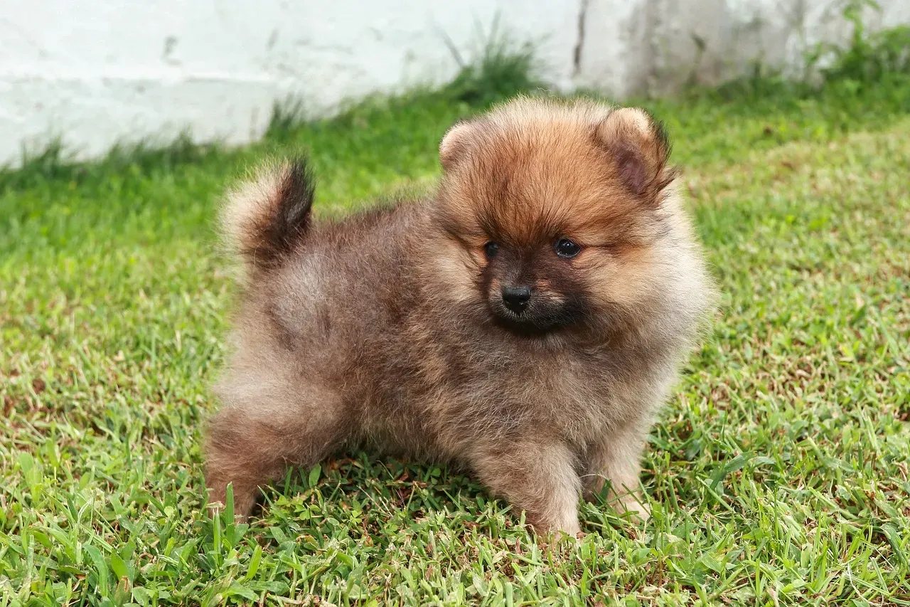 3. Pomeranian: The Tiny Troublemaker (Image Credits: Pixabay)