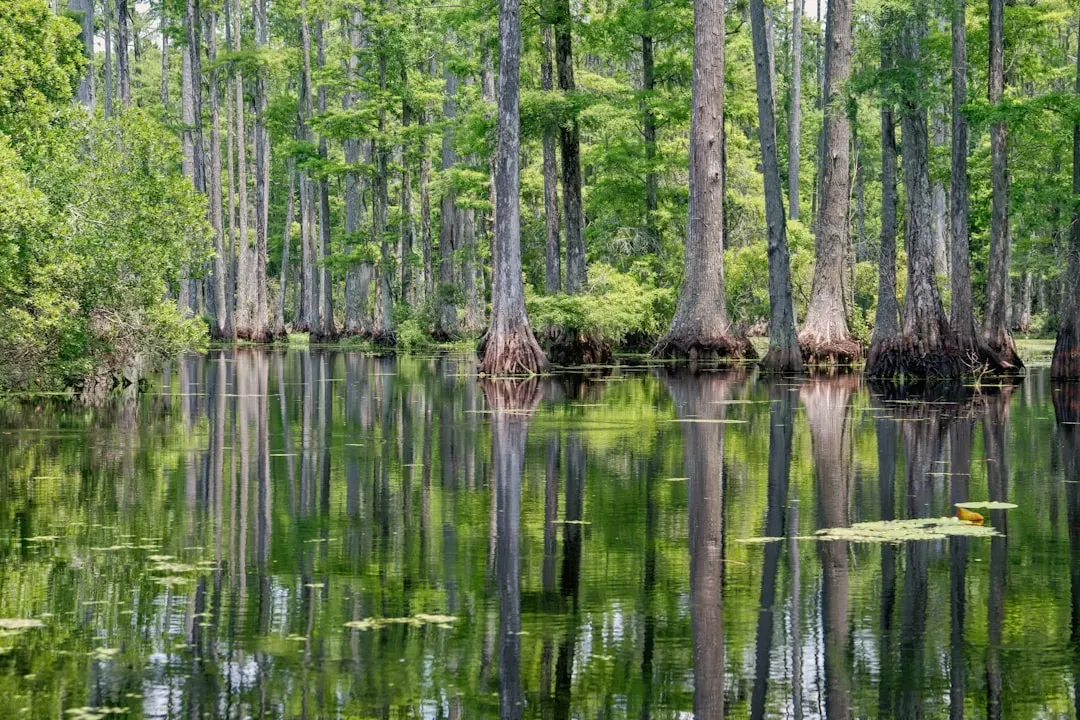 Conclusion: The Swamp Knows What the Sky Already Told Us (Image Credits: Unsplash)