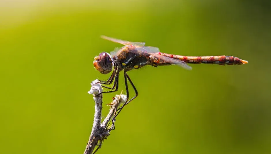 5. A Tiny Dragonfly Crosses an Entire Ocean to Complete Its Journey (Image Credits: Pexels)