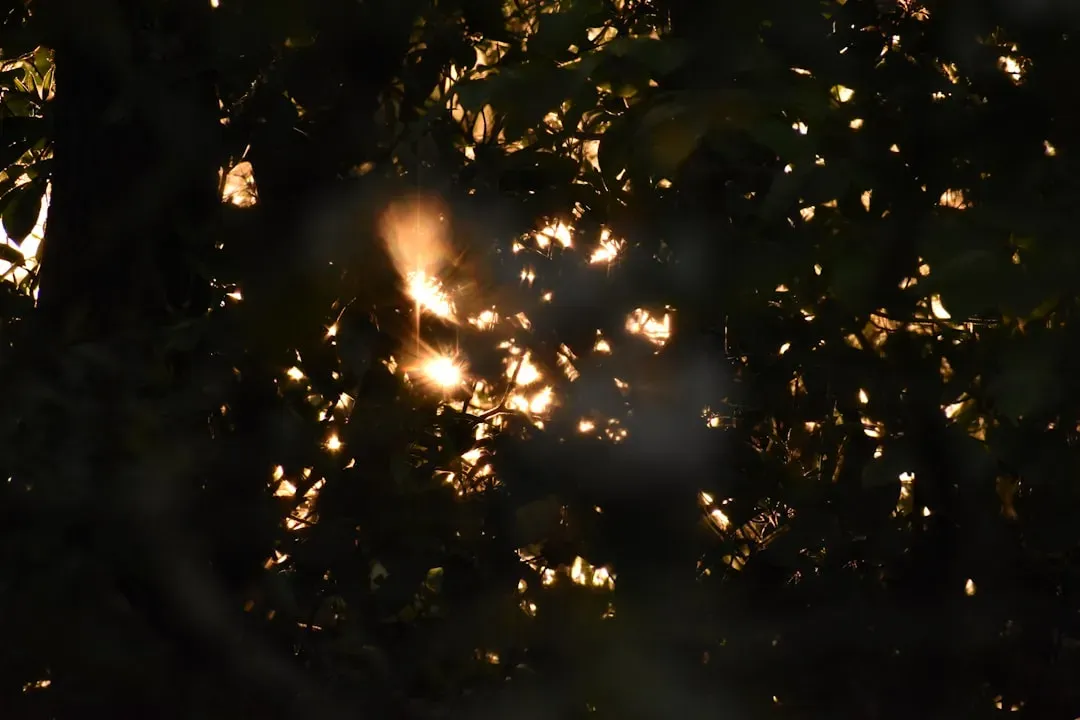 #9: Fireflies Are Under Real Threat - and Light Pollution Is a Major Culprit (Image Credits: Unsplash)