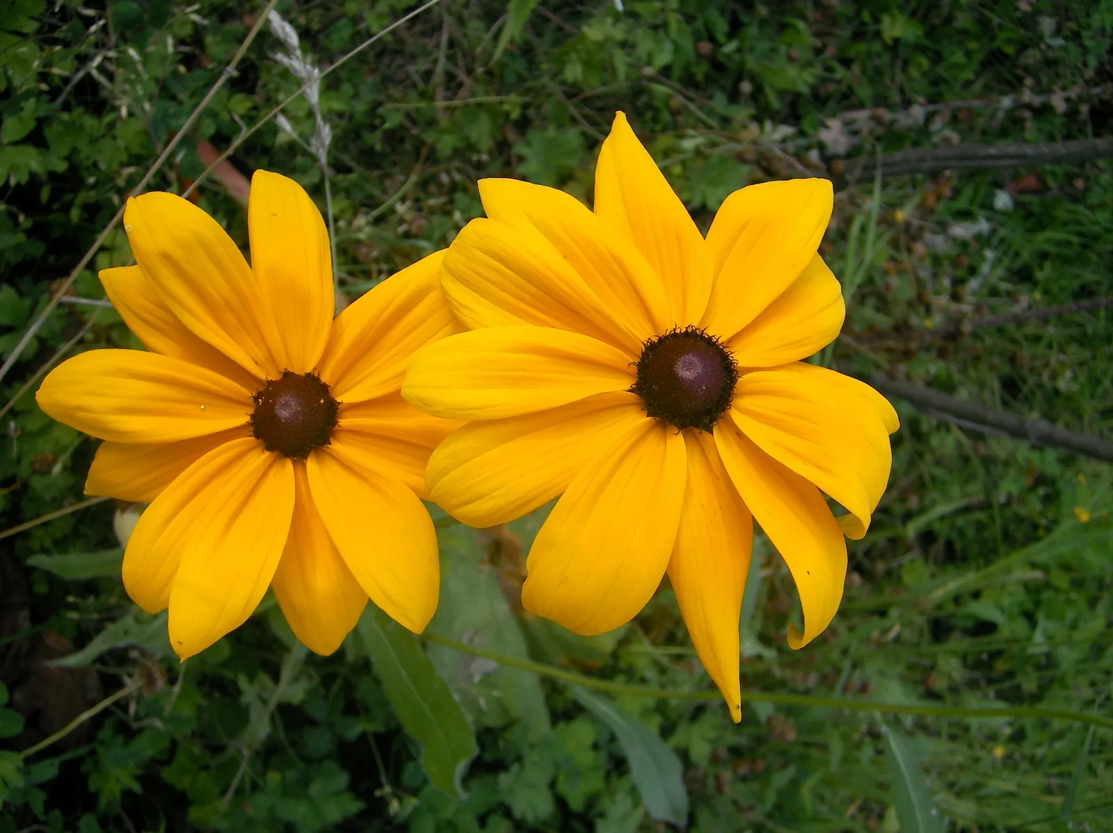 #2 Black-eyed Susan (By Danny S., CC BY-SA 3.0)