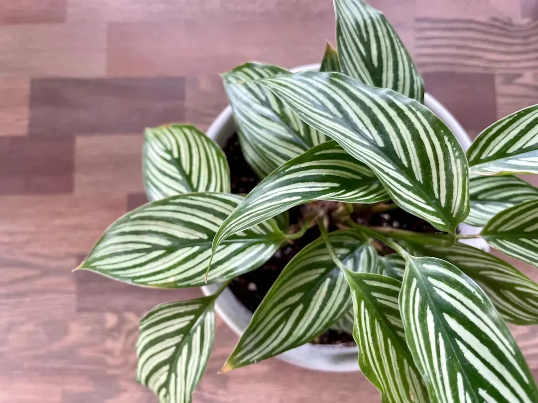 10. Calathea: Patterned Dreamer (Image Credits: Unsplash)