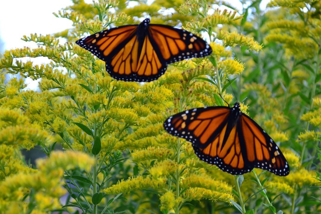 Monarch Butterflies: The Generational Relay Race (Image Credits: Unsplash)