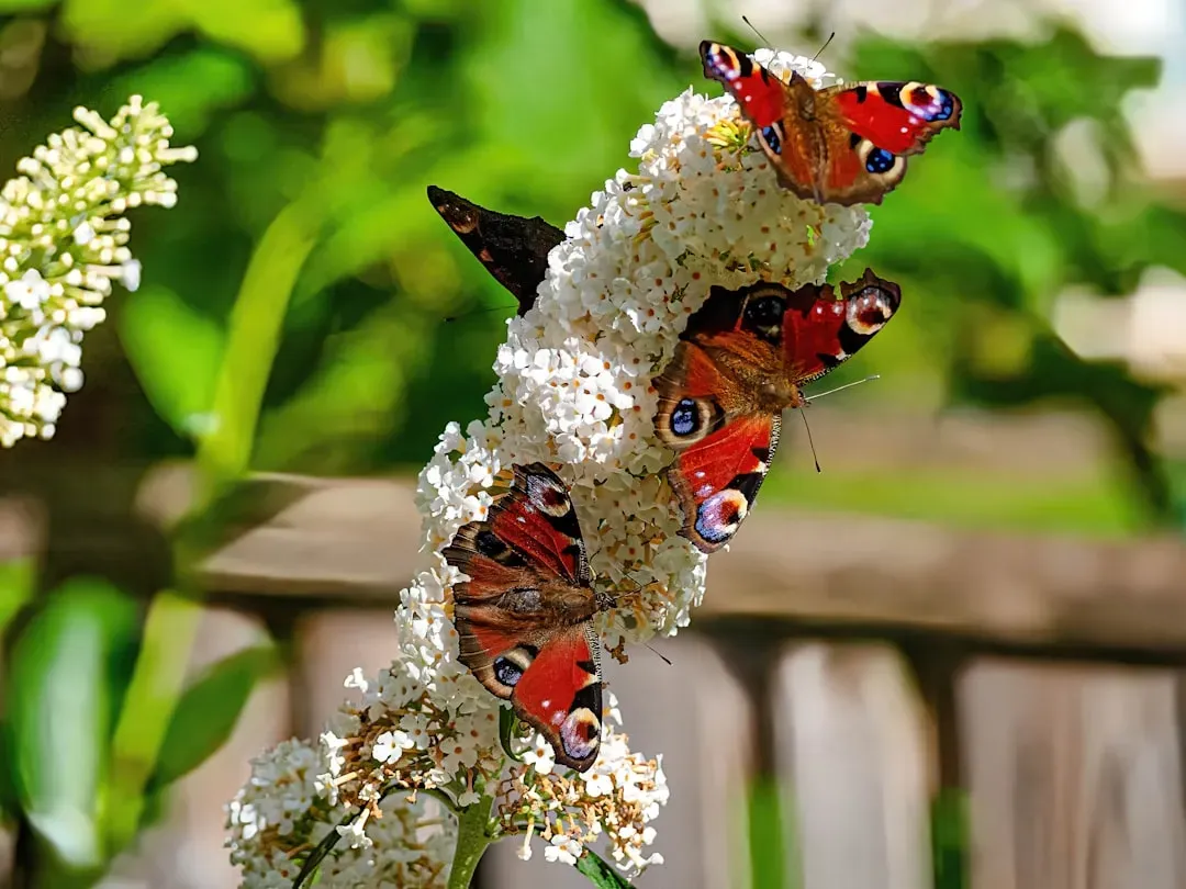 7. Butterfly Bush: Namesake Butterfly Beacon (Image Credits: Unsplash)