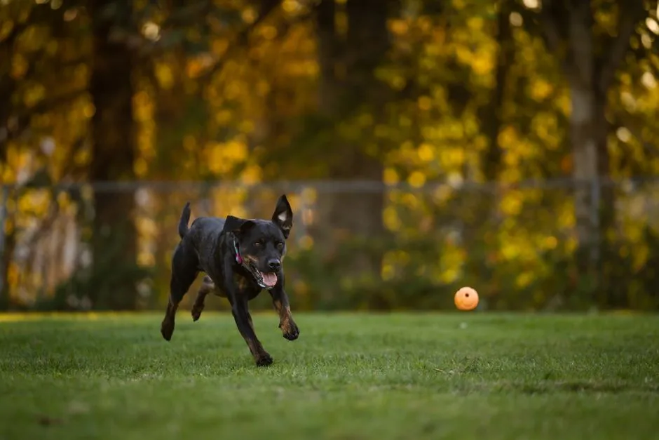 #13 - The Real Danger? The Zoomies in a Small Living Room (Image Credits: Pexels)
