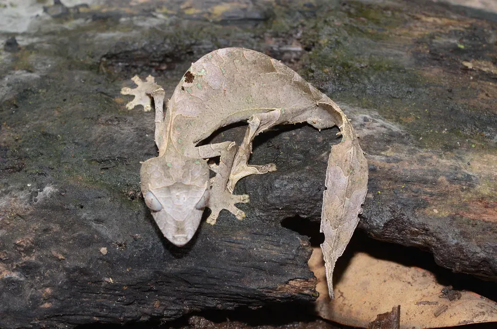 Satanic Leaf-Tailed Gecko Looks Eerily Like Dead Foliage (Image Credits: Flickr)