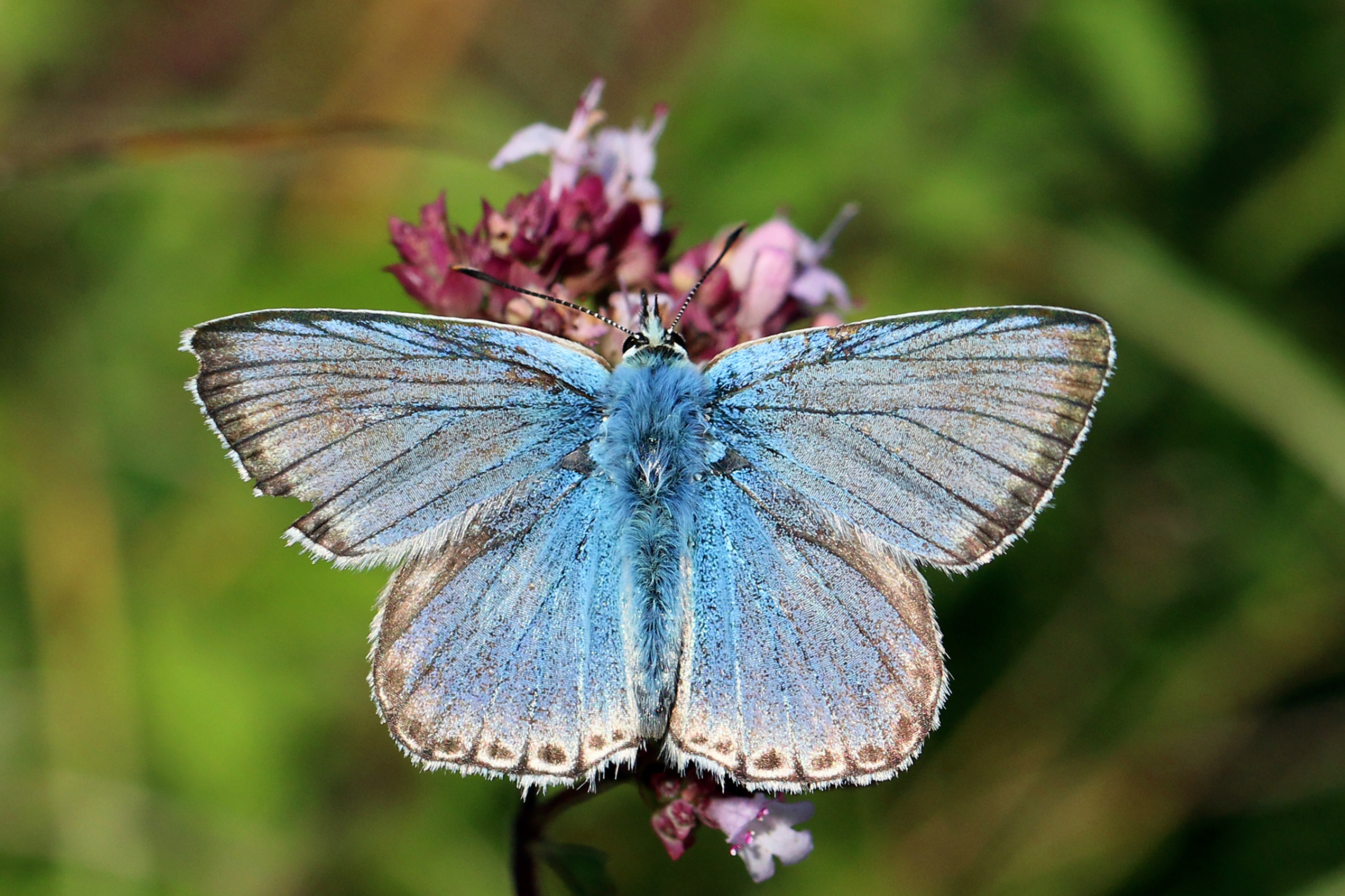 Leona's Little Blue Butterfly (Image Credits: Wikimedia)