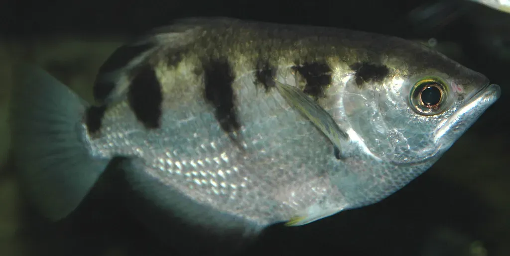 The Archerfish's Precision Water Cannon (Image Credits: Flickr)