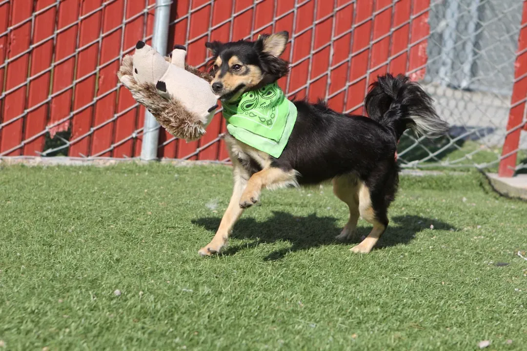 #5. Chihuahua (Image Credits: Unsplash)