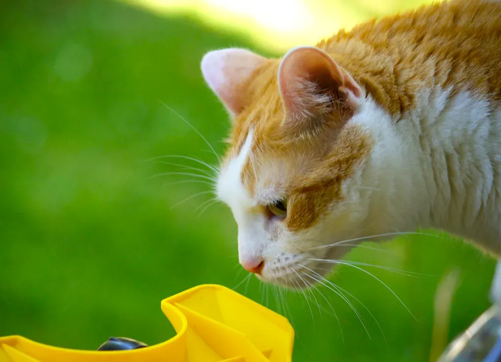 Strong Citrus Scents and Essential Oils (Image Credits: Flickr)