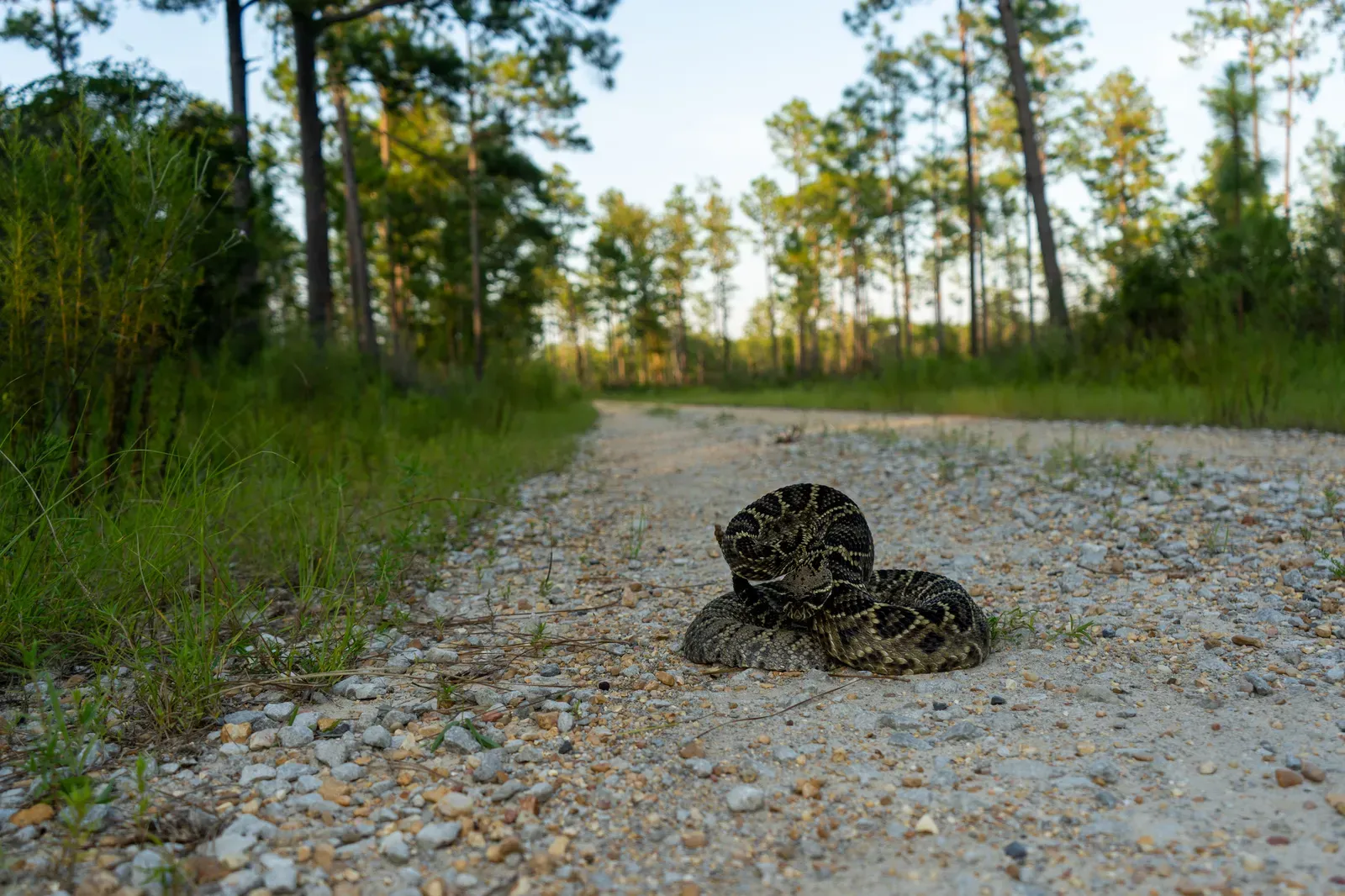 2. The Eastern Diamondback Rattlesnake: The Most Venomous in the Land (By evangrimes, CC BY 4.0)