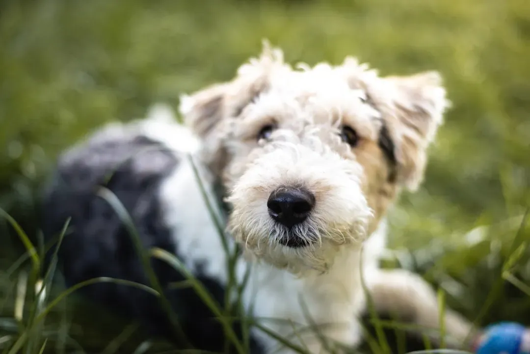 17. Wirehaired Fox Terrier - The Original Scruffy Classic (Image Credits: Unsplash)