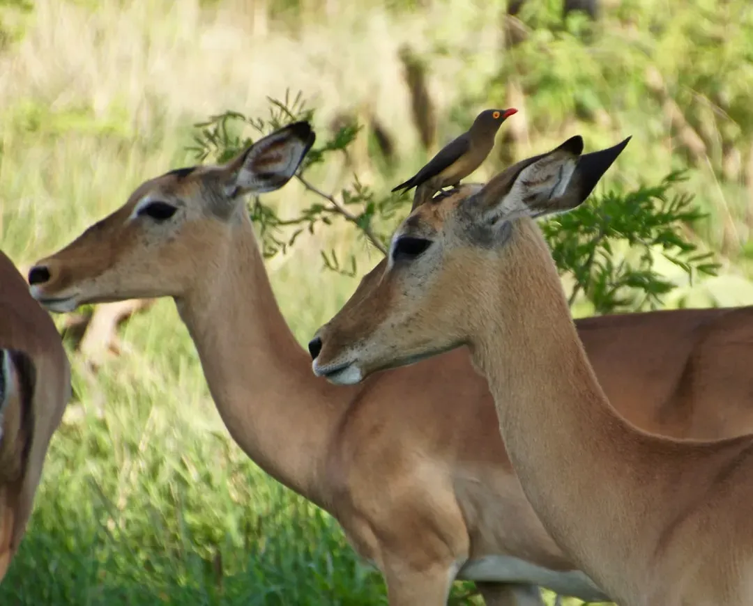 Oxpeckers and Large African Mammals: Tick Removal Service (Image Credits: Unsplash)