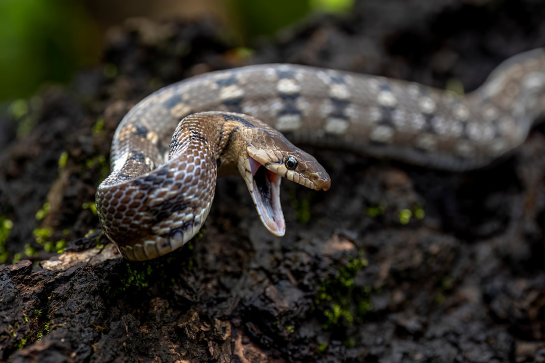 The Sharp, Defensive Hiss (Image Credits: Unsplash)