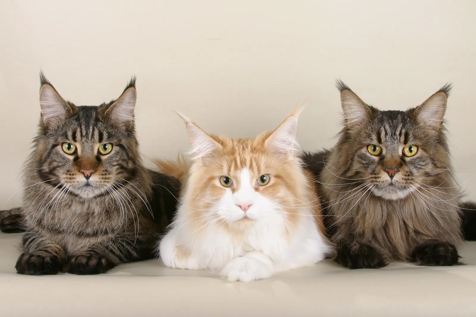 #10 - Maine Coon (By Ankord, Public domain)