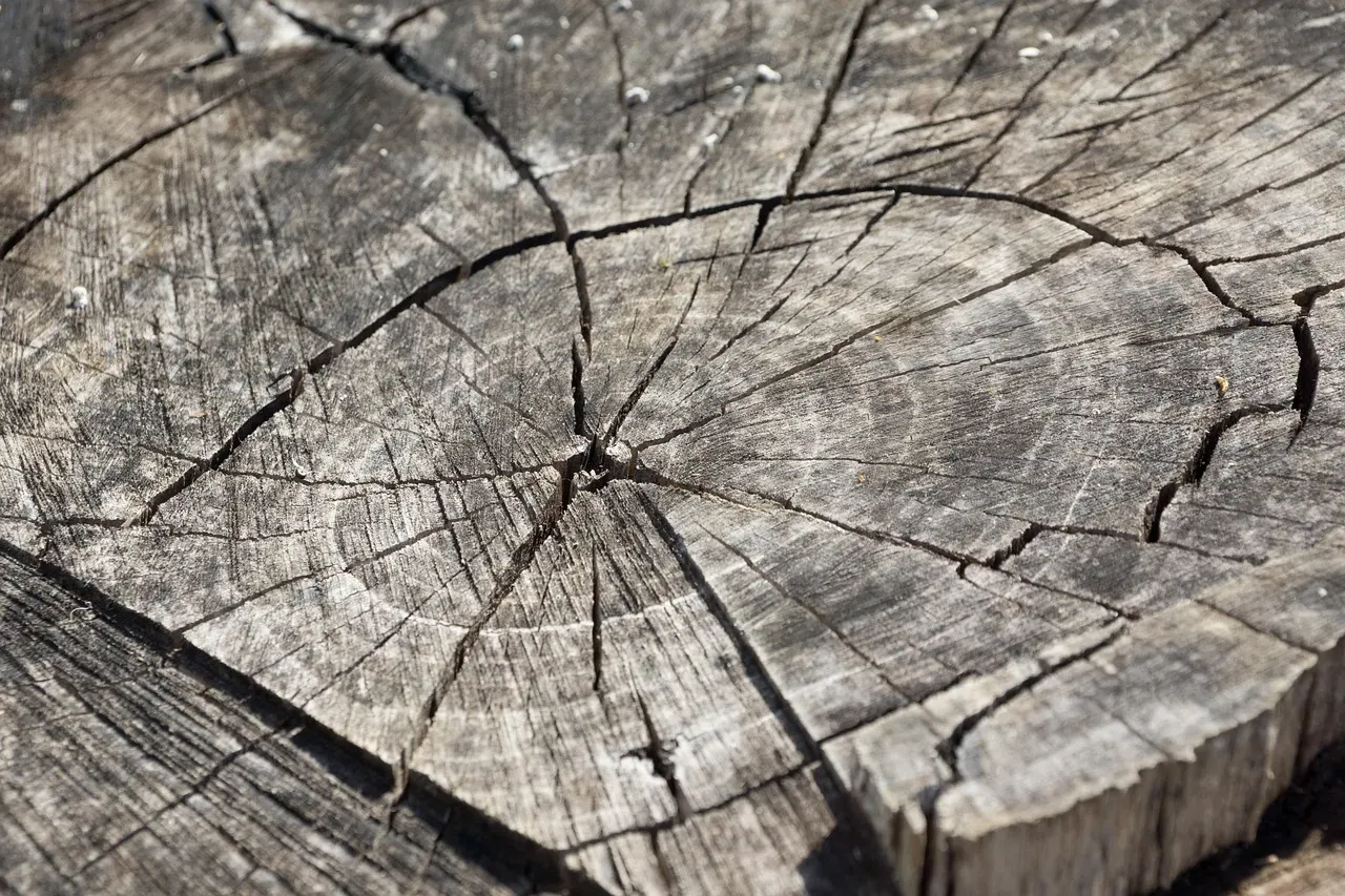 Trees That Explode in Freezing Temperatures (Image Credits: Pixabay)