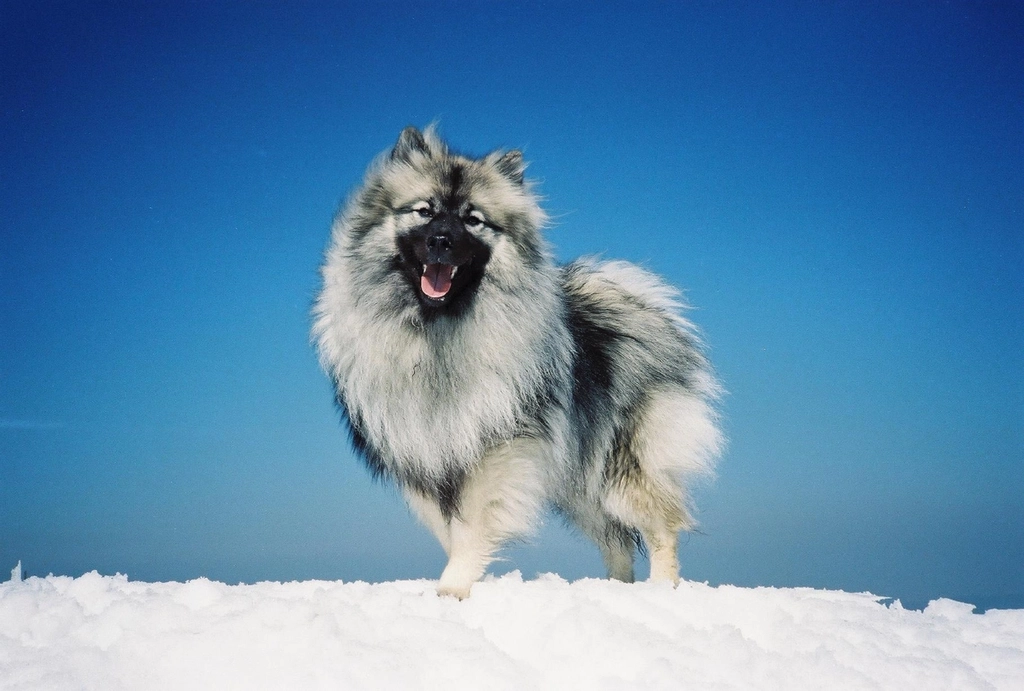 #16: Keeshond (Image Credits: Rawpixel)
