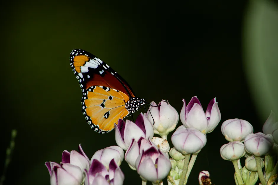 #7 Monarch Butterfly (Image Credits: Pexels)