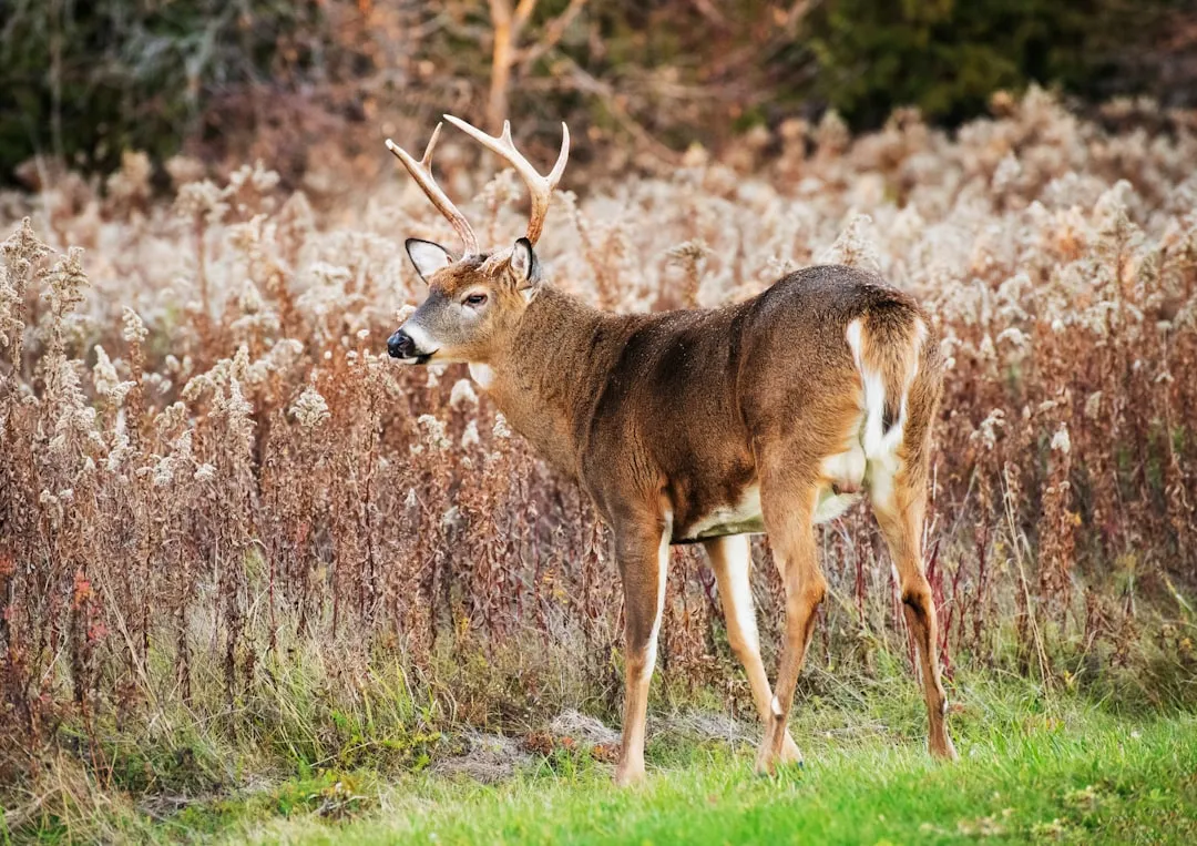 #5 Plant a barrier of deer-disliked shrubs around the perimeter (Image Credits: Unsplash)