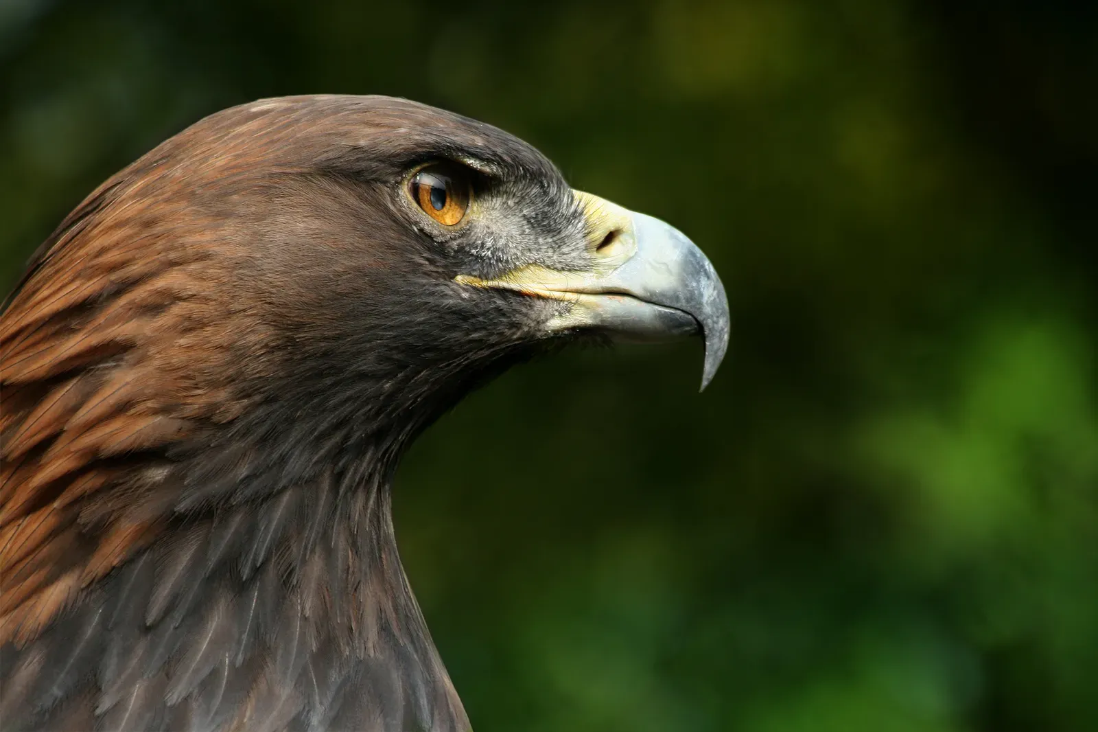 Leo: The Golden Eagle (Image Credits: Wikimedia)